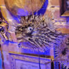 Porcupine fish